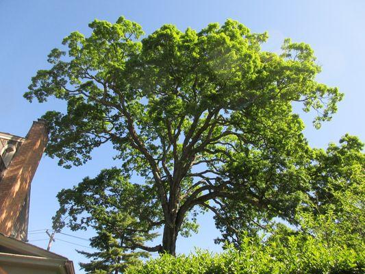 Our 350+ year old oak tree. Tree care by Dank Tree Service, of course!