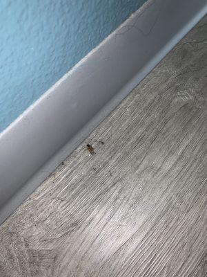 Dead cockroach under my bed, below the headboard. Saw a huge one outside and couldn't help but inspect the room