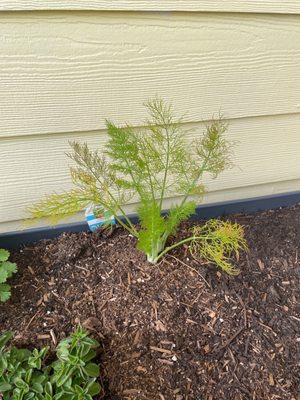 Fennel...