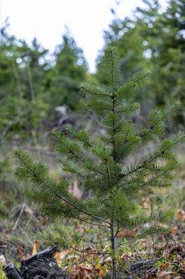 Mountain Charlie Christmas Tree Ranch