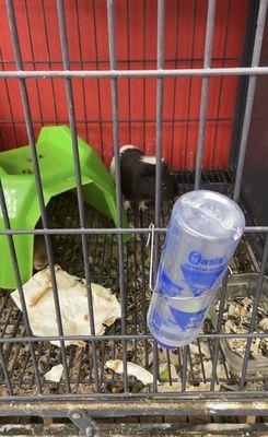 Guinea pigs CAN'T eat bread!