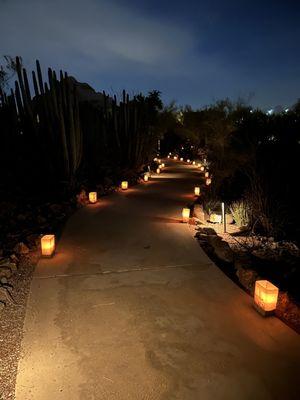 Luminarias lighting up the pathways at the desert botanical garden