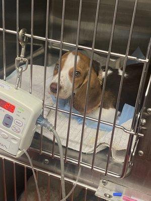 Baby in kennel