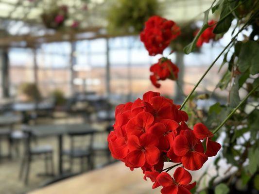 Flowers on the Wine Garden