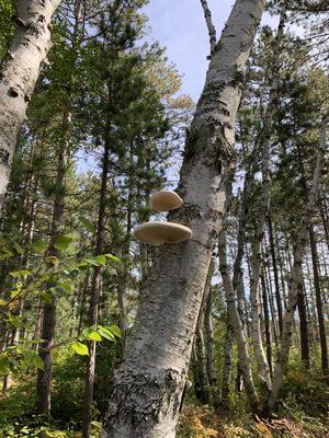 Seney Wildlife Refuge