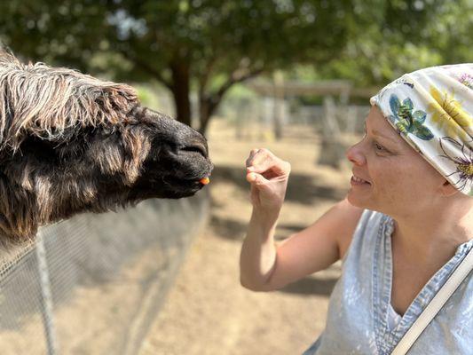 Feeding the llama!