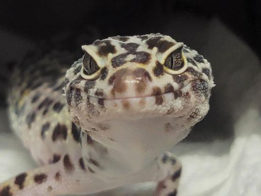 Leopard Gecko