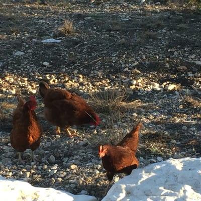 Sweet chickens that would say good morning.