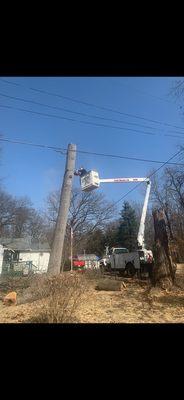 Large tree being removed