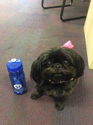 Meet Zoe, the office mascot.