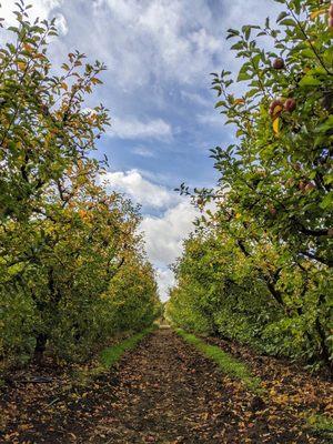 Fuji apple picking in October