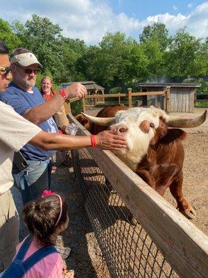 Feeding the big bull!