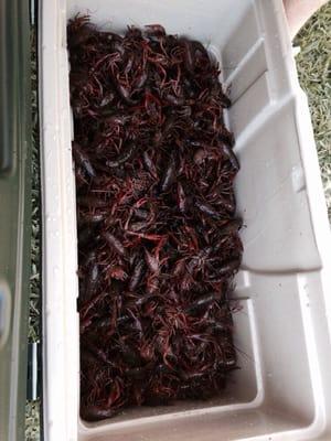 Live crawfish sold in 35# sacks. Great size and quality