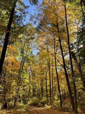 Fall foliage on non paved trails