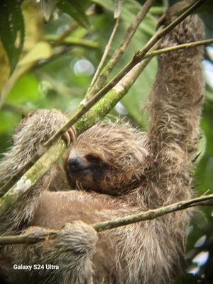 Sloths