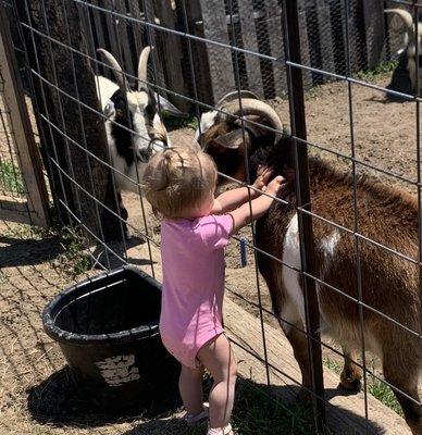 Little farmer helping out