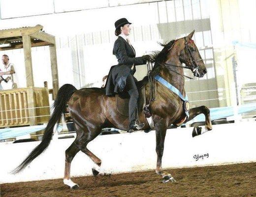 Owner/trainer: Erin Kennedy showing a Saddlebred gelding to a blue ribbon!