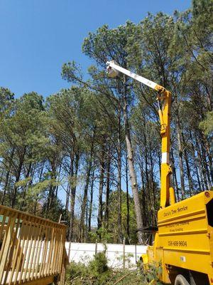 Working Harvest removing a pine tree that is leaning towards a house.