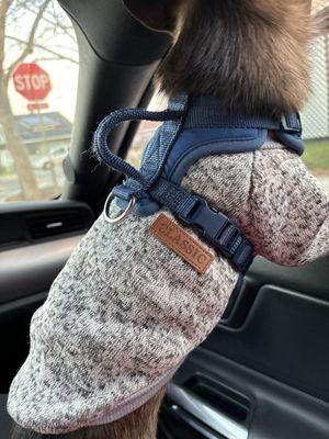 Sweater on my puppy