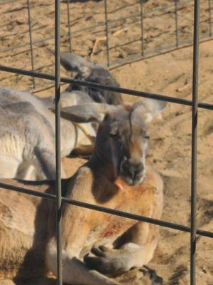 Sexy or "high" kangaroos