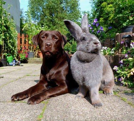 dog and bunny