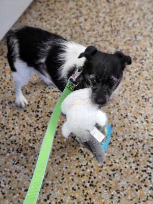 Jax always gets a new toy at Critter's Corner. He will not let go of it until we drive home.