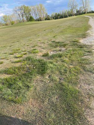 The fairways and rough.