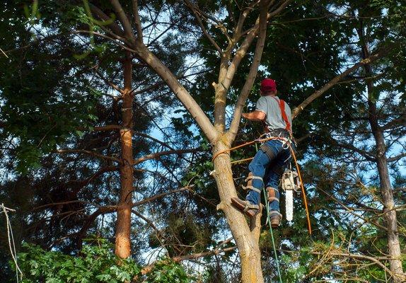 Lafayette Tree Services