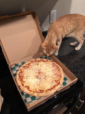 My cat either wants the box or the pizza.