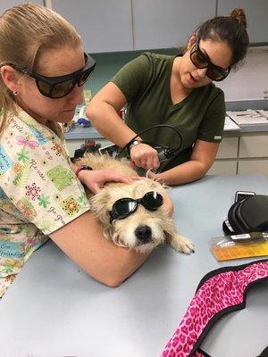 Shamrock Animal hospital performs state of the art non surgical laser therapy.