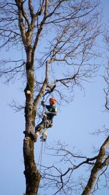 Tree Climber