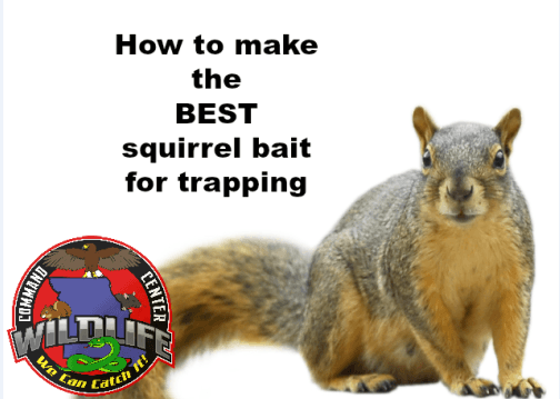 If you are going to DIY then you need to have the very best squirrel bait you can get, I have the video on YouTube and the bl...