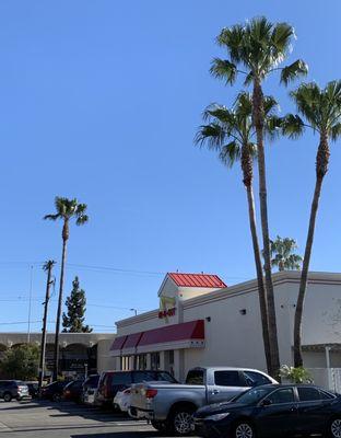 Sunny day and palm trees