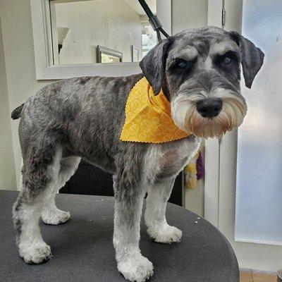 Mini Schnauzer groomed by Kelly