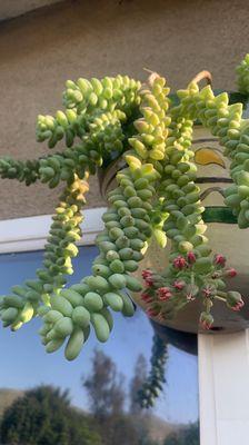 Who knew Burro's tail can flower?