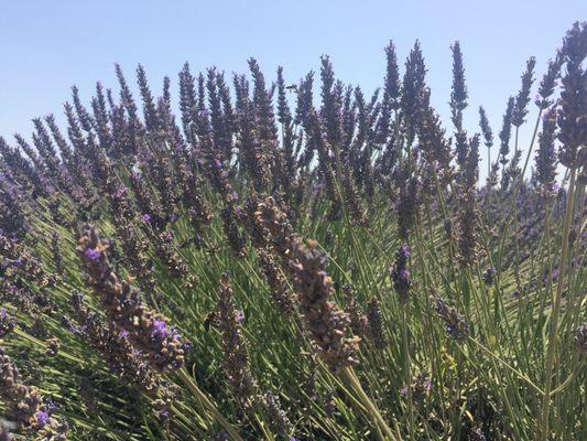 Lavender fields in Provence