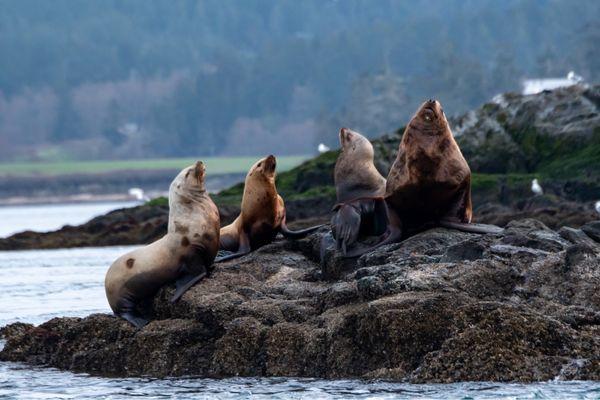 Sea lions