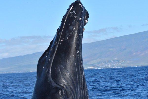 Whales Breaching