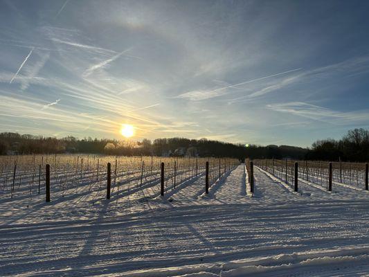 Winter Vineyards