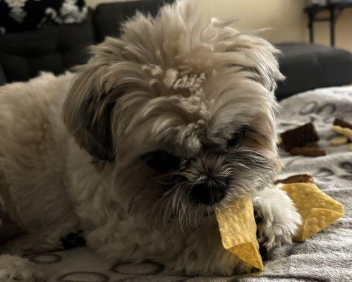 My dog Gizmo enjoys their tortilla chips!