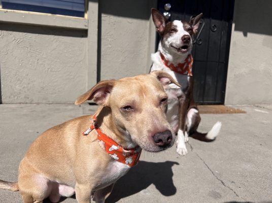 Took them around Halloween and they got complimentary holiday bandannas!