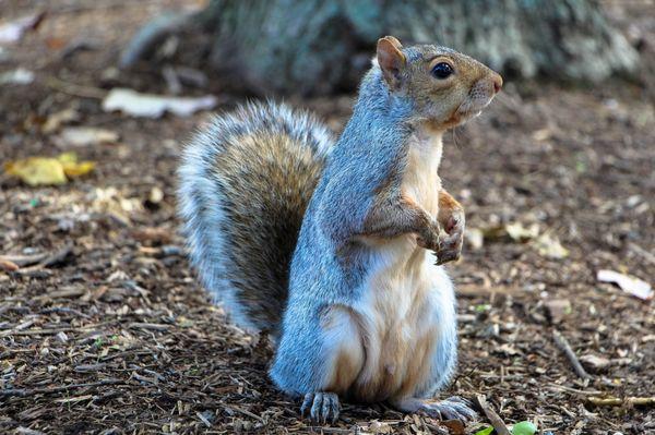 Be on the look out for Jerry the squirrel (if you're going through the drive thru) he likes to eat the classic munchkins donuts....