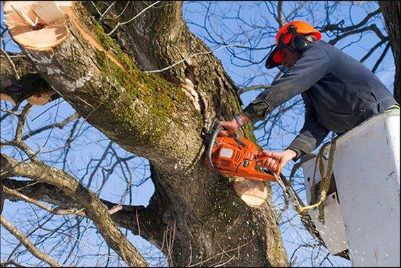 H & H Tree Services Inc