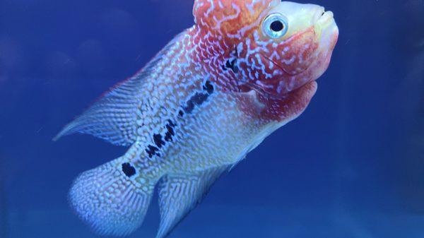 Our super aggressive and hungry Flowerhorn! First day in his new home.