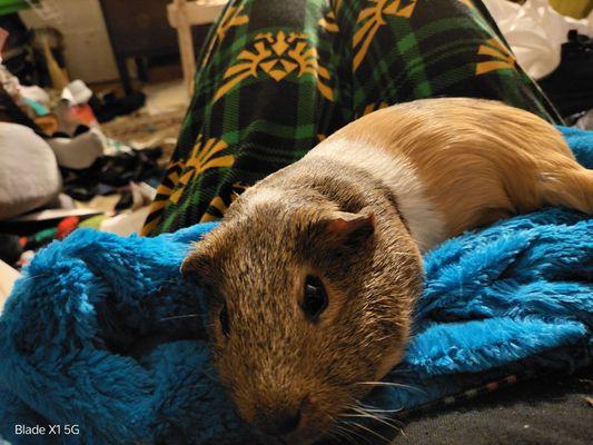 Ranger my healthy guinea pig.