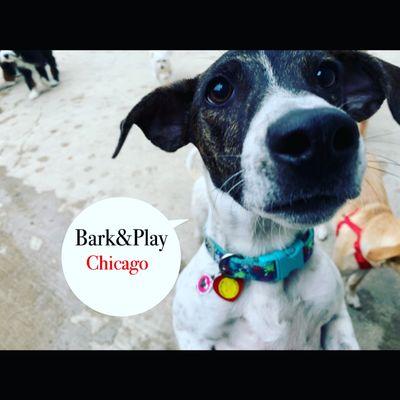 Bark and Play Chicago