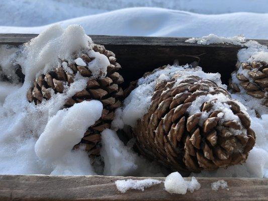 Cute pine cones on their porch