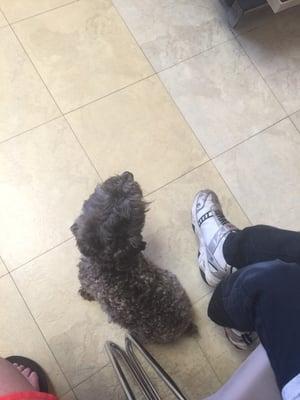 My dog waiting for the doctor