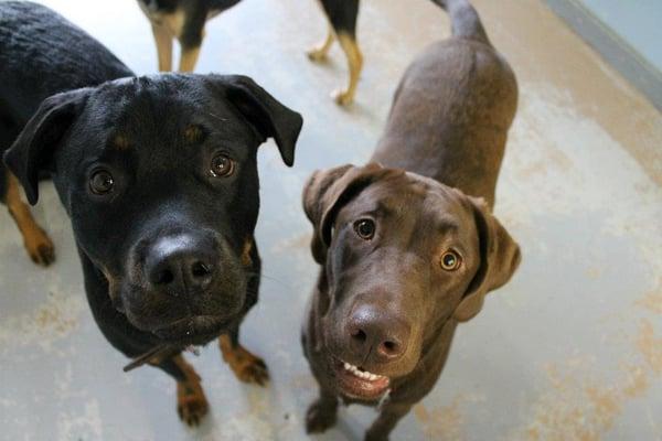 Stanley and Derby welcome you to Buster & Lilly's!!