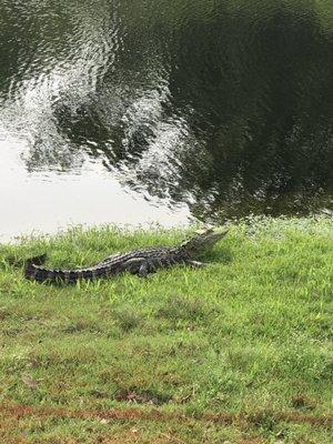 Gators on oak island golf course. One 4 ft and one at least 8ft. I wouldn't get close enough to measure!